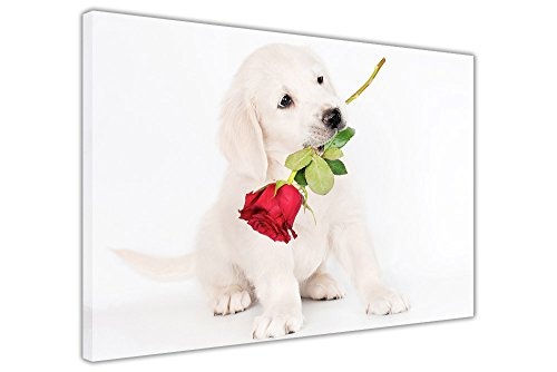 CANVAS IT UP gerahmtes Leinwandbild mit niedlichem weißem Labrador mit roter Rose, Tierdrucke, Bilder für Ihr Zuhause, canvas holz, rot/weiß, 60 x 50 cm, 06