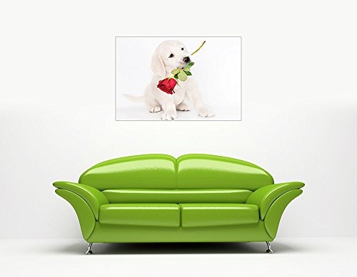 CANVAS IT UP Cute Weiß Labrador mit Rot Rose auf EIN gerahmtes Leinwandbild Art Animal Prints Home Bilder Größe: 101,6 x 76,2 cm (101 x 76 cm)