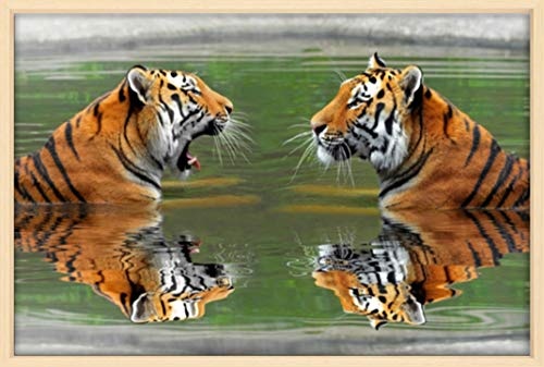 Homedeco-24 Canvas Leinwandbild Wandbild Kunstdruck, 2 Sibirische Tiger im Wasser 65x100 cm auf Keilrahmen gespannt und mit Massivholz-Schattenfugenrahmen 6 Farben-Auswahl, Hier Natur klar lackiert