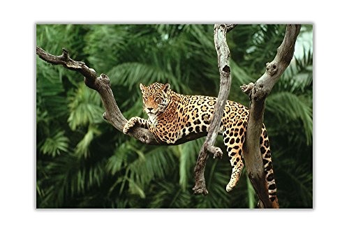 CANVAS IT UP Jaguar auf Baum Leinwand Wall Art Nature Prints Raum Dekoration Tier Bilder Home Art Fotos