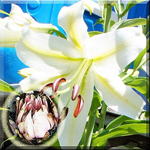 PLAT FIRM GERMINATIONSAMEN: 1 Zwiebel: Orientalischer Casablanca-Rosa-Sorbonne-Sterngucker Deep Lilly Lilium Bulb
