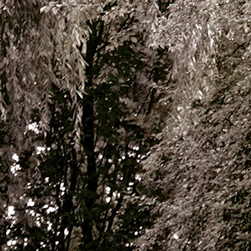 decomonkey Akustikbild Natur 80x120 cm 1 Teilig Bilder Leinwandbilder Wandbilder XXL Schallschlucker Schallschutz Akustikdämmung Wandbild Deko leise Wald Baum
