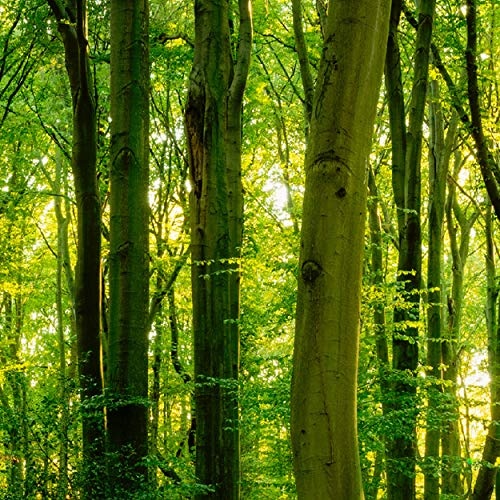 decomonkey | Mega XXXL Bilder Wald Baum | Wandbild Leinwand 160x80 cm Selbstmontage DIY Einteiliger XXL Kunstdruck zum aufhängen | Natur Landschaft grün