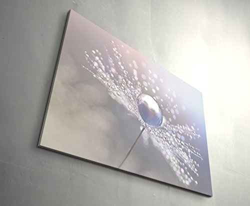 Paul Sinus Art Leinwandbilder | Bilder Leinwand 120x80cm Pusteblume mit Wassertropfen