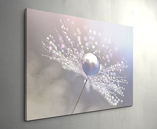Paul Sinus Art Leinwandbilder | Bilder Leinwand 120x80cm Pusteblume mit Wassertropfen
