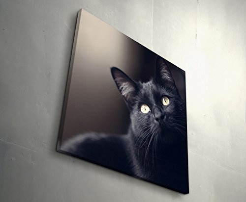 Paul Sinus Art Leinwandbilder | Bilder Leinwand 60x60cm Schwarze Katze - Portrait