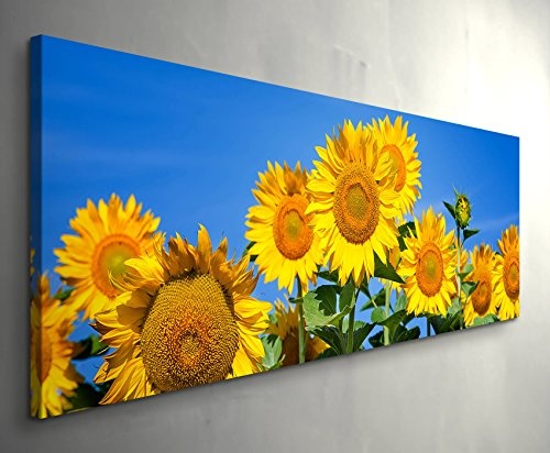Paul Sinus Art Leinwandbilder | Bilder Leinwand 120x40cm blühende Sonnenblumen