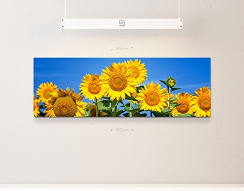 Paul Sinus Art Leinwandbilder | Bilder Leinwand 120x40cm blühende Sonnenblumen