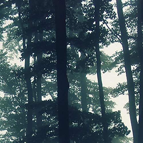 decomonkey | Mega XXXL Bilder Wald | Wandbild Leinwand 170x85 cm Selbstmontage DIY Einteiliger XXL Kunstdruck zum aufhängen | Natur Baum