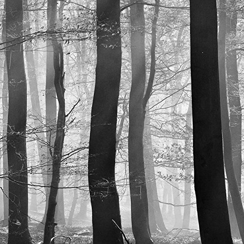 decomonkey Leinwand Bilder nachtleuchtend 100x45 cm 1 Teilig Wandbilder Tag & Nacht Design Bilder mit 3D nachleuchtenden Farben Vlies Leinwand Wald Baum Natur Sonne Schwarz Weiß