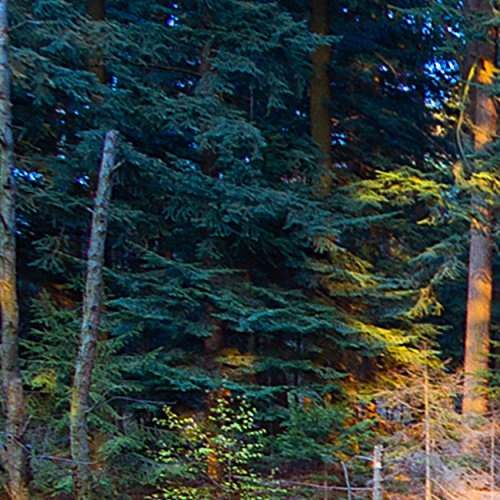 decomonkey Bilder Wald Landschaft 135x45 cm 1 Teilig Leinwandbilder Bild auf Leinwand Vlies Wandbild Kunstdruck Wanddeko Wand Wohnzimmer Wanddekoration Deko Natur See