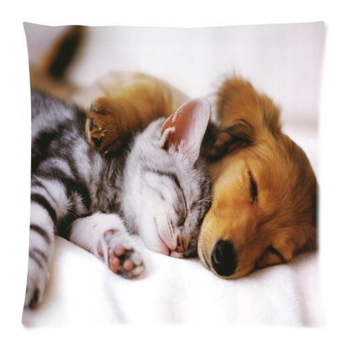 WITHY Cuddles Sleeping Puppy and Kitten Art Poster Print Custom Zippered Decorative Throw Pillow Cases for Couch(Two Sides),Cover Size:20 x 20 Inch(50cm x 50cm)