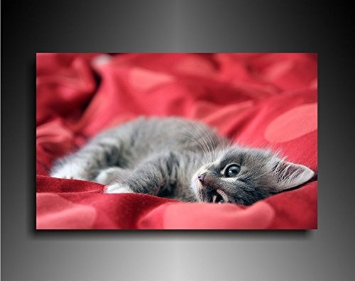 Bild auf Leinwand - Tiere Kätzchen - Fotoleinwand24 / AA0648 / Bunt / 70x50 cm