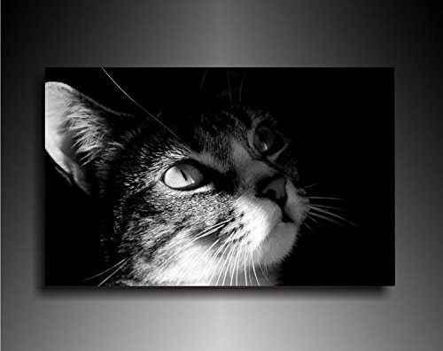 Bild auf Leinwand - Tiere Katzengesicht - Fotoleinwand24 / AA0647 / Bunt / 120x80 cm