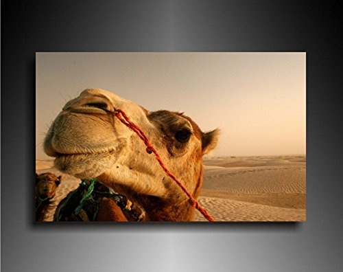 Bild auf Leinwand - Tiere Kamel - Fotoleinwand24 / AA0645 / Bunt / 120x80 cm