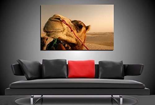 Bild auf Leinwand - Tiere Kamel - Fotoleinwand24 / AA0645 / Bunt / 120x80 cm