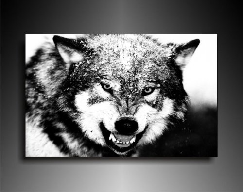 Bild auf Leinwand - Tiere Wolf - Fotoleinwand24 / AA0667...