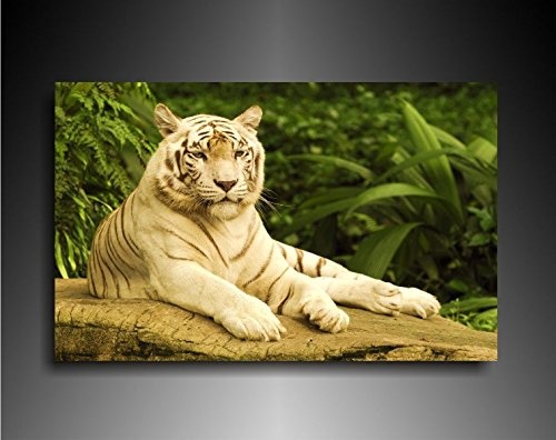 Bild auf Leinwand - Tiere Tiger - Fotoleinwand24 / AA0666 / Bunt / 120x80 cm