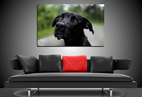 Bild auf Leinwand - Tiere Hundegesicht - Fotoleinwand24 / AA0643 / Bunt / 120x80 cm