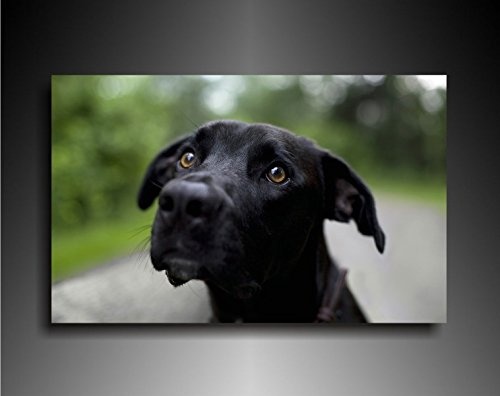 Bild auf Leinwand - Tiere Hundegesicht - Fotoleinwand24 / AA0643 / Bunt / 120x80 cm