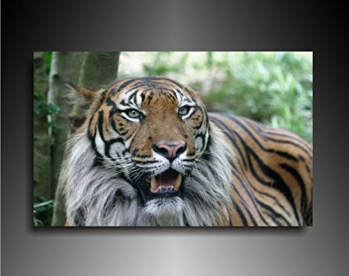 Bild auf Leinwand - Tiere Tiger - Fotoleinwand24 / AA0665 / Bunt / 120x80 cm