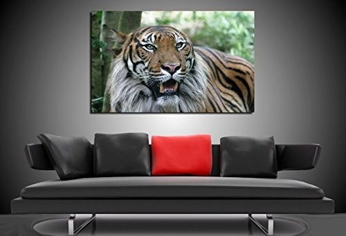 Bild auf Leinwand - Tiere Tiger - Fotoleinwand24 / AA0665 / Bunt / 120x80 cm