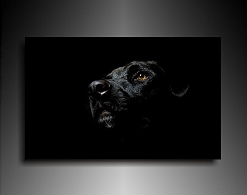Bild auf Leinwand - Tiere Hundegesicht - Fotoleinwand24 / AA0642 / Bunt / 120x80 cm