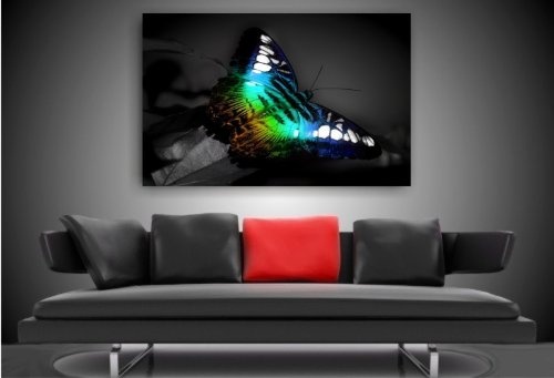 Bild auf Leinwand - Tiere Schmetterling - Fotoleinwand24 / AA0660 / Bunt / 120x80 cm