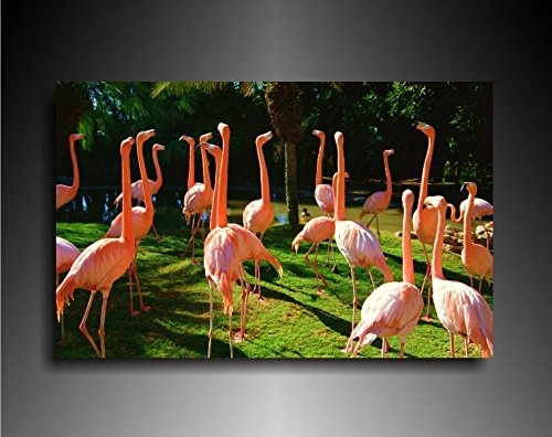Bild auf Leinwand - Tiere Flamingos - Fotoleinwand24 /...