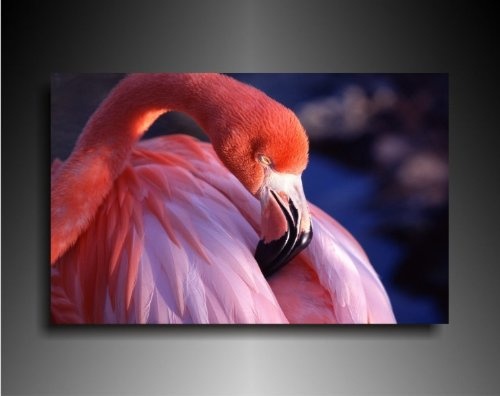 Bild auf Leinwand - Tiere Flamingo - Fotoleinwand24 / AA0633 / Bunt / 120x80 cm
