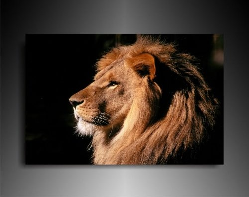 Bild auf Leinwand - Tiere Löwe - Fotoleinwand24 /...