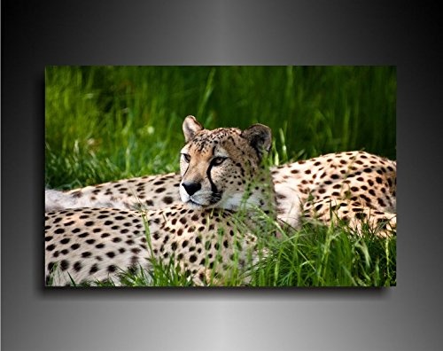 Bild auf Leinwand - Tiere Leopard - Fotoleinwand24 /...