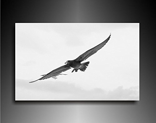 Bild auf Leinwand - Tiere Adler - Fotoleinwand24 / AA0627 / Bunt / 120x80 cm