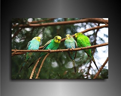 Bild auf Leinwand - Tiere Grüne Papageien -...