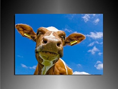 Bild auf Leinwand - Tiere Kuh Gesicht - Fotoleinwand24 / AA0649 / Bunt / 120x80 cm