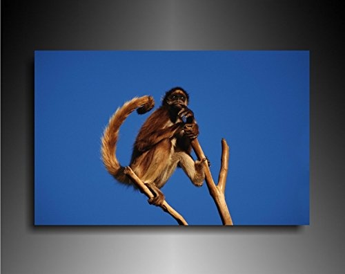 Fotoleinwand24 Bild auf Leinwand - Tiere Affee auf dem Baum AA0629 / Bunt / 120x100 cm