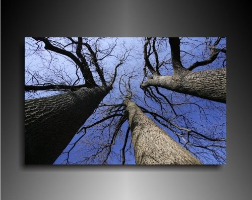 Bild auf Leinwand - Landschaft Bäume -...