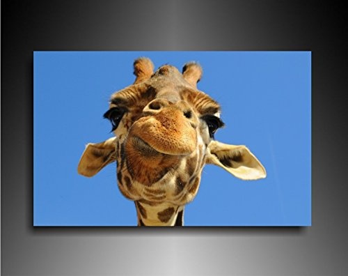 Bild auf Leinwand - Tiere Giraffe Gesicht - Fotoleinwand24 / AA0637 / Bunt / 120x80 cm