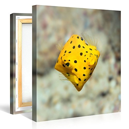 Gallery of Innovative Art Black Spotted Boxfish - 80x80cm Premium Kunstdruck Wand-Bild - Leinwand-Druck in deutscher Marken-Qualität - Leinwand-Bilder auf Holz-Keilrahmen als moderne Wanddekoration