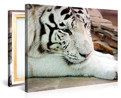 Gallery of Innovative Art - White Tiger - 100x75cm Premium Kunstdruck Wand-Bild - Leinwand-Druck in deutscher Marken-Qualität - Leinwand-Bilder auf Holz-Keilrahmen als moderne Wanddekoration
