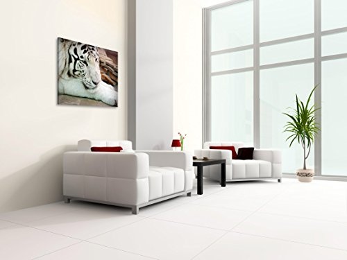 Gallery of Innovative Art - White Tiger - 100x75cm Premium Kunstdruck Wand-Bild - Leinwand-Druck in deutscher Marken-Qualität - Leinwand-Bilder auf Holz-Keilrahmen als moderne Wanddekoration
