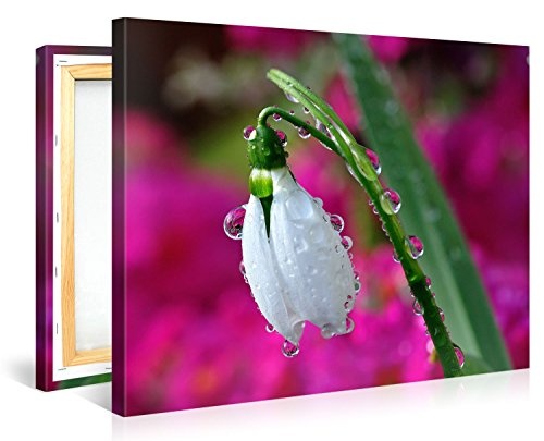 Gallery of Innovative Art - Wet Snowdrop Flower - 100x75cm Premium Kunstdruck Wand-Bild - Leinwand-Druck in deutscher Marken-Qualität - Leinwand-Bilder auf Holz-Keilrahmen als moderne Wanddekoration