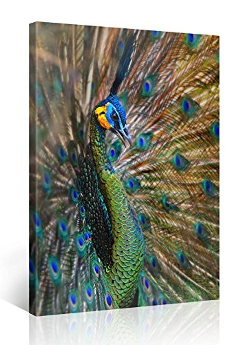 Gallery of Innovative Art - Peacock Wings 2 - 75x100cm...