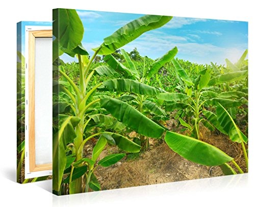 Gallery of Innovative Art - Banana Plantation - 100x75cm Premium Kunstdruck Wand-Bild - Leinwand-Druck in deutscher Marken-Qualität - Leinwand-Bilder auf Holz-Keilrahmen als moderne Wanddekoration