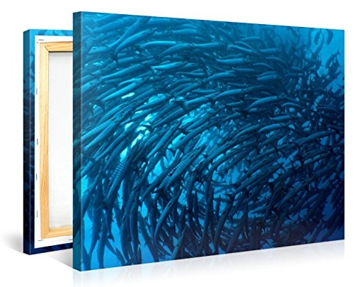 Premium Kunstdruck Wand-Bild - Barracudas Underwater - 100x75cm - XXL Leinwand-Druck in deutscher Marken-Qualität - Leinwand-Bilder auf Holz-Keilrahmen als moderne Wohnzimmer-Deko