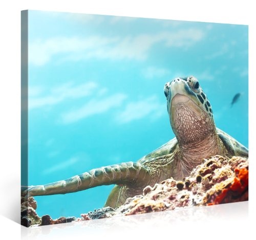 Premium Kunstdruck Wand-Bild - Turtle - 100x75cm - XXL Leinwand-Druck in deutscher Marken-Qualität - Leinwand-Bilder auf Holz-Keilrahmen als moderne Wohnzimmer-Deko