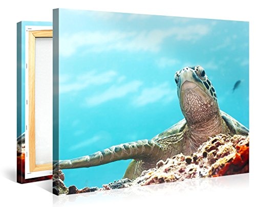 Premium Kunstdruck Wand-Bild - Turtle - 100x75cm - XXL Leinwand-Druck in deutscher Marken-Qualität - Leinwand-Bilder auf Holz-Keilrahmen als moderne Wohnzimmer-Deko