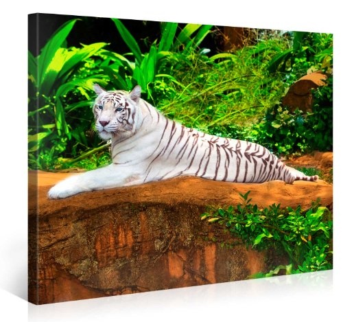 Premium Kunstdruck Wand-Bild - White Tiger - 100x75cm Leinwand-Druck in deutscher Marken-Qualität - Leinwand-Bilder auf Holz-Keilrahmen als moderne Wanddekoration
