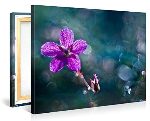 Premium Kunstdruck Wand-Bild - Tiny Purple Water Flower - 100x75cm Leinwand-Druck in deutscher Marken-Qualität - Leinwand-Bilder auf Holz-Keilrahmen als moderne Wanddekoration
