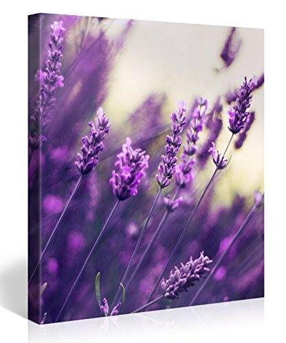 Premium Kunstdruck Wand-Bild - Purple Lavendel - 80x80cm...